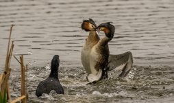 2 Great crested grebe - Podiceps cristatus  2J4A8881.jpg