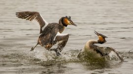 3 Great crested grebe - Podiceps cristatus  2J4A8894.jpg