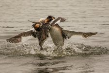 4 Great crested grebe - Podiceps cristatus  2J4A8897.jpg