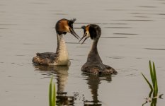 5 Great crested grebe - Podiceps cristatus  2J4A9053.jpg