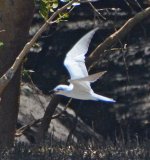 Tern-Tanzania.jpg