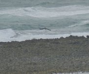 P1830799.jpeg  Osprey hitting the surf..jpeg