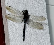 BF Dragonfly for ID S0892394.jpg