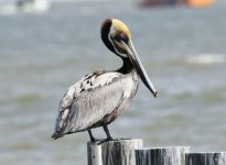 brown pelican.JPG