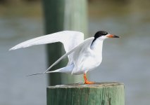 f tern.JPG