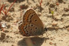 Abberent Silver-studded Blue.jpg