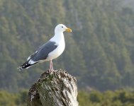 Gull Western 2019-03-15 416.jpg