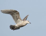 Gull Western 2019-03-15 325.jpg