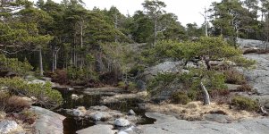 DSC04703 Granite soil pines @ Porkkala.jpg