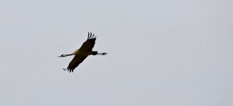 DSC04698 Common Crane @ Porkkala.jpg