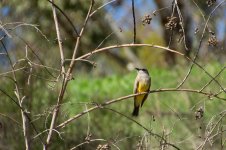 Western Kingbird.jpg