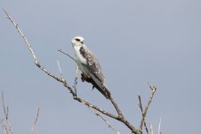 Black-winged Kite is 1.jpg