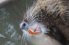 Coypu is 4.jpg