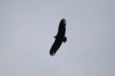 Eurasian Black Vulture is 1.jpg