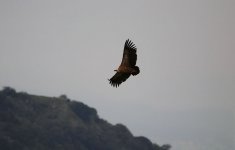 Griffon Vulture is 1.jpg