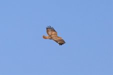 Common Buzzard_0992.jpg