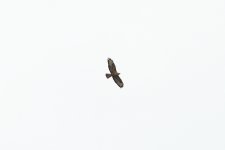 Common Buzzard_3095.JPG