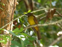 P1060028 Black-throated Shrike-Tanager Wred1400.jpg