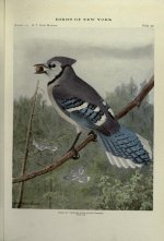 blue jay.jpg