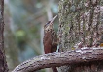 P1060231 Ivory-billed Woodcreeper crop03ret03red1600.jpg