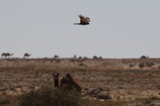 20190220 (2)_Migrating_Marsh_Harrier.JPG