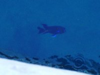 P1840319.jpeg  Blue Fish 1..jpeg
