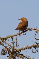 20190220 (8)_Fulvous_Babbler.JPG