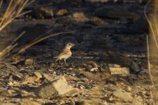 20190220 (12)_Black-crowned_Sparrow-lark.JPG