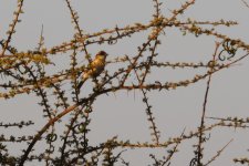 20190220 (14)_Desert_Sparrow.JPG