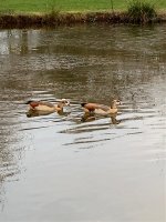 Egyptian Geese Chatley 2018.jpg