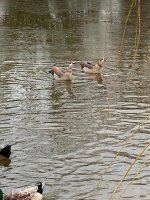 Egypt Geese Dec 2018.jpg