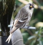 Sub-Arctic Redpoll  for Compression.jpg