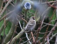 Pale Redpoll with Blue Tit.jpg