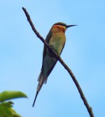 002B - Blue-tailed Bee-eater.JPG