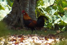 003 - Red-crowned Junglefowl.JPG