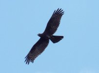 005 - !Oriental Honey Buzzard.JPG