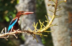 U - White-throated Kingfisher.JPG