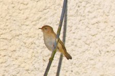 Chiff Chaff4.jpg