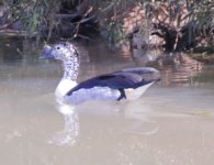 Knob-billed Duck.jpg