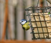 Blue Tit1.jpg