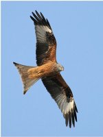 Red Kite.JPG