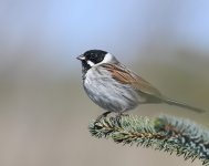 Reed Bunting_Girdle Ness_230319a.jpg