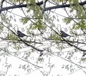 Yellow-rumped Warbler.jpg