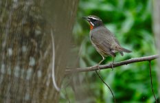 DSC04336 Siberian Rubythroat @ LV.jpg