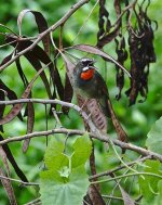 DSC04351 Siberian Rubythroat @ LV.jpg