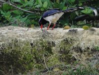 DSC04329 Blue Magpie @ LV.jpg