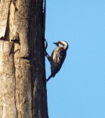 009B - Sunda Woodpecker.JPG