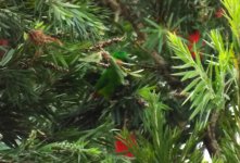 007 - Blue-crowned Hanging Parrot.JPG