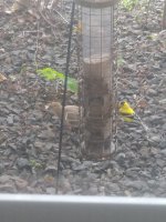 American Goldfinch and Mourning Dove.jpg