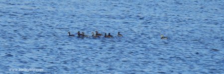 2019.03.04 Slavonian Grebe.JPG